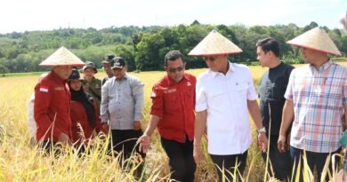 Tapanuli Selatan — Dalam langkah konkret mendukung program swasembada pangan yang dicanangkan pemerintah pusat, Bupati TapaSelatan, Gus Irawan Pasaribu, memimpin langsung kegiatan panen raya padi di Desa Pargarutan Jae, Kecamatan Angkola Timur, Kabupaten Tapsel, Sabtu (17/5/2025).