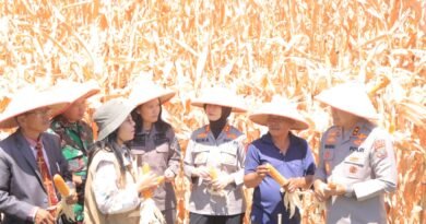 Kapolda Sumut, Panen Jagung Program Ketahanan Pangan di Samosir