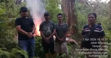 Polsek Bosar Maligas Nyatakan Perang Narkoba: Lapak Haram Di Perladangan Nagori Boluk Digerebek Dan Dibakar Rata Dengan Tanah!