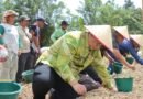 Bupati Samosir Tanam Bawang Putih Bantuan Kementan Bersama Kelompok Tani