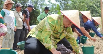 Bupati Samosir Tanam Bawang Putih Bantuan Kementan Bersama Kelompok Tani