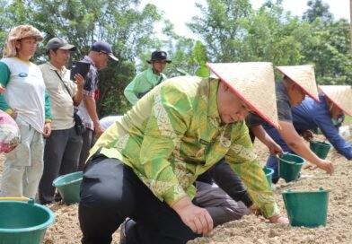 Bupati Samosir Tanam Bawang Putih Bantuan Kementan Bersama Kelompok Tani