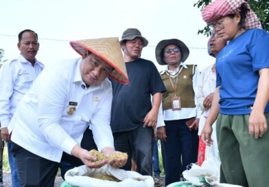 Bupati Samosir Panen Padi Bersama Masyarakat