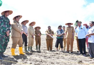 Bupati Vandiko Bersama Petani Tanam Benih Jagung Bantuan Gubsu