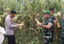 Wujudkan Ketahanan Pangan, Polres Pakpak Bharat dan Stakeholder Terkait Laksanakan Panen Raya