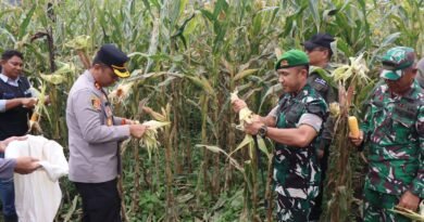 Wujudkan Ketahanan Pangan, Polres Pakpak Bharat dan Stakeholder Terkait Laksanakan Panen Raya