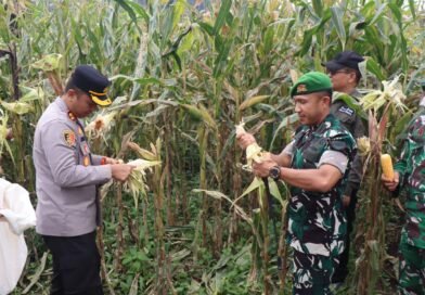 Wujudkan Ketahanan Pangan, Polres Pakpak Bharat dan Stakeholder Terkait Laksanakan Panen Raya