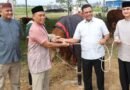 Polda Sumut Sembelih 31 Ekor Sapi di Hari Raya Idul Adha & Dibagikan dalam 4.976 Paket, Sapi Kurban Kapolda Berbobot 1 T