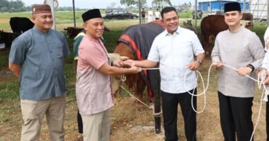 Polda Sumut Sembelih 31 Ekor Sapi di Hari Raya Idul Adha & Dibagikan dalam 4.976 Paket, Sapi Kurban Kapolda Berbobot 1 T