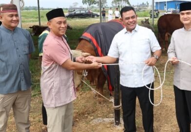 Polda Sumut Sembelih 31 Ekor Sapi di Hari Raya Idul Adha & Dibagikan dalam 4.976 Paket, Sapi Kurban Kapolda Berbobot 1 T